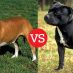 Shopping for Pit Bulls: What’s the Difference?