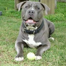 How a Reputable Pit Bull Breeder Can Assist You with Everything and Anything Pit Bull-Related